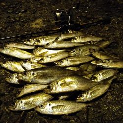 常夜灯下で爆釣